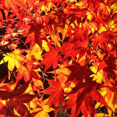 中崎町 美容室 RICCA 永観堂 紅葉