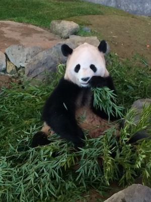 中崎町 美容室 RICCA アドベンチャーワールド パンダ