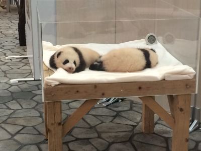 中崎町 美容室 RICCA アドベンチャーワールド パンダ 桜浜 桃浜